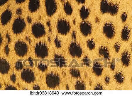 "Cheetah (Acinonyx jubatus), fur pattern, Namibia, Africa" View Large Photo Image Stock Image - "Cheetah (Acinonyx jubatus), fur pattern, Namibia, Africa". Fotosearch
