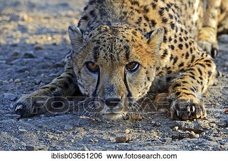 "Cheetah (Acinonyx jubatus) in a threatening pose, Khomas Region, Namibia, Africa" View Large Photo Image Stock Photograph - "Cheetah (Acinonyx jubatus) in a threatening pose, Khomas Region, Namibia, Africa". Fotosearch