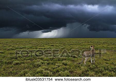 "Cheetah (Acinonyx jubatus) in front of a gathering storm, Serengeti, Tanzania, Africa" View Large Photo Image Picture - "Cheetah (Acinonyx jubatus) in front of a gathering storm, Serengeti, Tanzania, Africa". Fotosearch