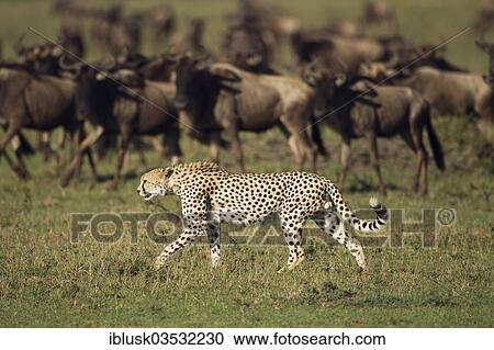 "Cheetah (Acinonyx jubatus) in front of Blue Wildebeest (Connochaetes taurinus), Massai Mara, Serengeti, Rift Valley province, Kenya, Africa" View Large Photo Image Stock Image - "Cheetah (Acinonyx jubatus) in front of Blue Wildebeest (Connochaetes taurinus), Massai Mara, Serengeti, Rift Valley province, Kenya, Africa". Fotosearch