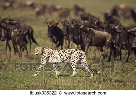"Cheetah (Acinonyx jubatus) in front of Blue Wildebeest (Connochaetes taurinus), Massai Mara, Serengeti, Rift Valley province, Kenya, Africa" View Large Photo Image Stock Photo - "Cheetah (Acinonyx jubatus) in front of Blue Wildebeest (Connochaetes taurinus), Massai Mara, Serengeti, Rift Valley province, Kenya, Africa". Fotosearch