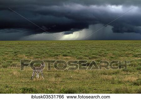 "Cheetah (Acinonyx jubatus) in front of a gathering storm, Serengeti, Tanzania, Africa" View Large Photo Image Stock Photograph - "Cheetah (Acinonyx jubatus) in front of a gathering storm, Serengeti, Tanzania, Africa". Fotosearch
