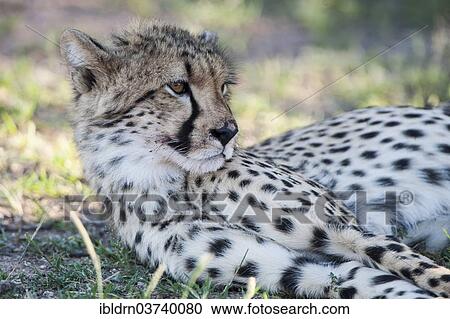 "Cheetah (Acinonyx jubatus), Kgalagadi Transfrontier Park, South Africa, Africa" View Large Photo Image Stock Image - "Cheetah (Acinonyx jubatus), Kgalagadi Transfrontier Park, South Africa, Africa". Fotosearch