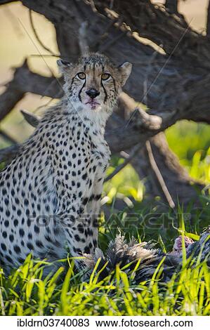 "Cheetah (Acinonyx jubatus), Kgalagadi Transfrontier Park, South Africa, Africa" View Large Photo Image Stock Image - "Cheetah (Acinonyx jubatus), Kgalagadi Transfrontier Park, South Africa, Africa". Fotosearch