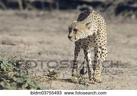 "Cheetah (Acinonyx jubatus), Kgalagadi Transfrontier Park, South Africa, Africa" View Large Photo Image Stock Image - "Cheetah (Acinonyx jubatus), Kgalagadi Transfrontier Park, South Africa, Africa". Fotosearch