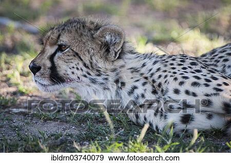 "Cheetah (Acinonyx jubatus), Kgalagadi Transfrontier Park, South Africa, Africa" View Large Photo Image Stock Photo - "Cheetah (Acinonyx jubatus), Kgalagadi Transfrontier Park, South Africa, Africa". Fotosearch