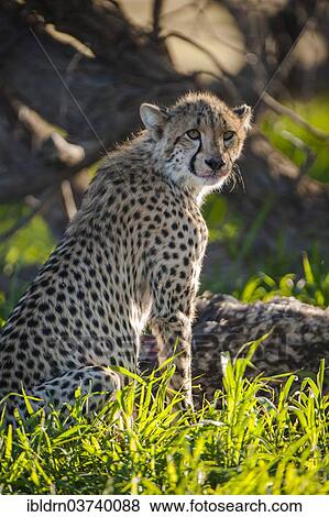 "Cheetah (Acinonyx jubatus), Kgalagadi Transfrontier Park, South Africa, Africa" View Large Photo Image Stock Photo - "Cheetah (Acinonyx jubatus), Kgalagadi Transfrontier Park, South Africa, Africa". Fotosearch