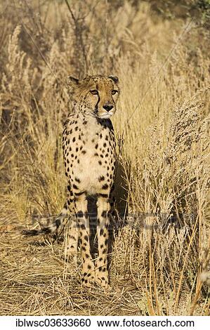 "Cheetah (Acinonyx jubatus), Khomas Region, Namibia, Africa" View Large Photo Image Stock Image - "Cheetah (Acinonyx jubatus), Khomas Region, Namibia, Africa". Fotosearch
