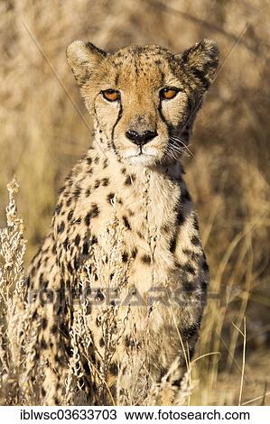 Stock Image - "Cheetah (Acinonyx jubatus), Khomas Region, Namibia, Africa". Fotosearch