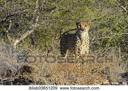 Stock Photo - "Cheetah (Acinonyx jubatus), Khomas Region, Namibia, Africa". Fotosearch