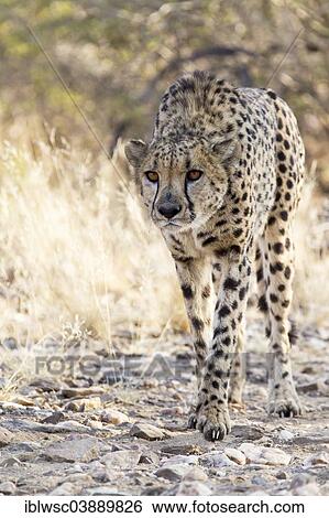"Cheetah (Acinonyx jubatus), Khomas Region, Namibia, Africa" View Large Photo Image Stock Photograph - "Cheetah (Acinonyx jubatus), Khomas Region, Namibia, Africa". Fotosearch
