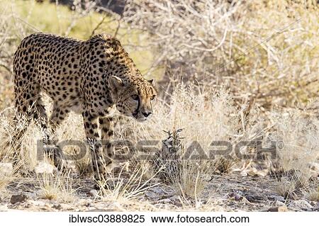 "Cheetah (Acinonyx jubatus), Khomas Region, Namibia, Africa" View Large Photo Image Stock Photography - "Cheetah (Acinonyx jubatus), Khomas Region, Namibia, Africa". Fotosearch