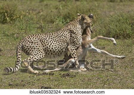 "Cheetah (Acinonyx jubatus) killing a Blue Wildebeest (Connochaetes taurinus) calf by biting its throat, Serengeti, Tanzania, Africa" View Large Photo Image Picture - "Cheetah (Acinonyx jubatus) killing a Blue Wildebeest (Connochaetes taurinus) calf by biting its throat, Serengeti, Tanzania, Africa". Fotosearch