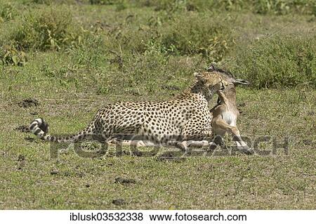Stock Photo - "Cheetah (Acinonyx jubatus) killing a Blue Wildebeest (Connochaetes taurinus) calf by biting its throat, Serengeti, Tanzania, Africa". Fotosearch