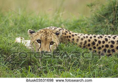 "Cheetah (Acinonyx jubatus) lurking in the grass, Massai Mara, Serengeti, Rift Valley province, Kenya, Africa" View Large Photo Image Stock Photo - "Cheetah (Acinonyx jubatus) lurking in the grass, Massai Mara, Serengeti, Rift Valley province, Kenya, Africa". Fotosearch