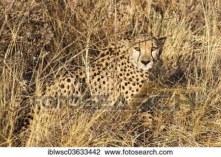 "Cheetah (Acinonyx jubatus) lying in long grass, Khomas Region, Namibia, Africa" View Large Photo Image Stock Image - "Cheetah (Acinonyx jubatus) lying in long grass, Khomas Region, Namibia, Africa". Fotosearch