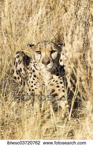 "Cheetah (Acinonyx jubatus) lying in the tall grass, Dusternbrook, Otjozondjupa Region, Namibia, Africa" View Large Photo Image Stock Image - "Cheetah (Acinonyx jubatus) lying in the tall grass, Dusternbrook, Otjozondjupa Region, Namibia, Africa". Fotosearch