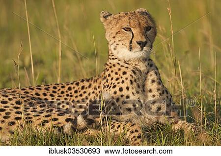 "Cheetah (Acinonyx jubatus), lying, Massai Mara, Serengeti, Rift Valley province, Kenya, Africa" View Large Photo Image Stock Image - "Cheetah (Acinonyx jubatus), lying, Massai Mara, Serengeti, Rift Valley province, Kenya, Africa". Fotosearch