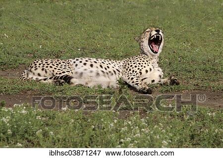 "Cheetah (Acinonyx jubatus) lying, yawning, Serengeti, Tanzania, Africa" View Large Photo Image Stock Photo - "Cheetah (Acinonyx jubatus) lying, yawning, Serengeti, Tanzania, Africa". Fotosearch