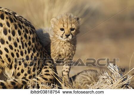 "Cheetah (Acinonyx jubatus), male cub, 40 days, next to mother, captive, Namibia, Africa" View Large Photo Image Picture - "Cheetah (Acinonyx jubatus), male cub, 40 days, next to mother, captive, Namibia, Africa". Fotosearch