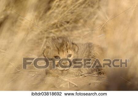"Cheetah (Acinonyx jubatus), male cub, 19 days, captive, Namibia, Africa" View Large Photo Image Stock Image - "Cheetah (Acinonyx jubatus), male cub, 19 days, captive, Namibia, Africa". Fotosearch