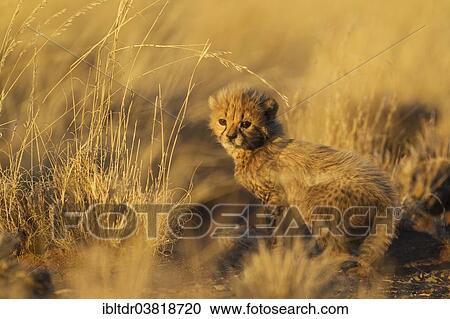 Stock Image - "Cheetah (Acinonyx jubatus), male cub, 39 days, in evening light, captive, Namibia, Africa". Fotosearch
