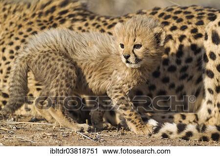 "Cheetah (Acinonyx jubatus), male cub, 40 days, next to mother, captive, Namibia, Africa" View Large Photo Image Stock Image - "Cheetah (Acinonyx jubatus), male cub, 40 days, next to mother, captive, Namibia, Africa". Fotosearch