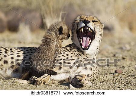 "Cheetah (Acinonyx jubatus), male cub, 41 days, watching his yawning mother, captive, Namibia, Africa" View Large Photo Image Stock Image - "Cheetah (Acinonyx jubatus), male cub, 41 days, watching his yawning mother, captive, Namibia, Africa". Fotosearch