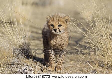 "Cheetah (Acinonyx jubatus), male cub, 41 days, captive, Namibia, Africa" View Large Photo Image Stock Image - "Cheetah (Acinonyx jubatus), male cub, 41 days, captive, Namibia, Africa". Fotosearch