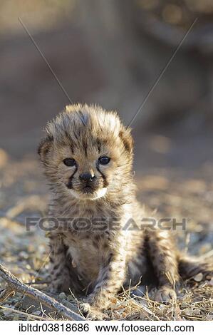 Stock Photograph - "Cheetah (Acinonyx jubatus), male cub, 19 days, captive, Namibia, Africa". Fotosearch
