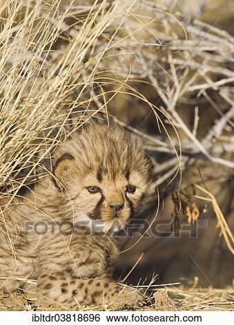 "Cheetah (Acinonyx jubatus), male cub, 19 days, captive, Namibia, Africa" View Large Photo Image Stock Photograph - "Cheetah (Acinonyx jubatus), male cub, 19 days, captive, Namibia, Africa". Fotosearch