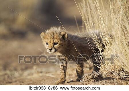 Stock Photograph - "Cheetah (Acinonyx jubatus), male cub, 41 days, captive, Namibia, Africa". Fotosearch