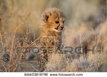 "Cheetah (Acinonyx jubatus), male cub, 41 days, in evening light, captive, Namibia, Africa" View Large Photo Image Stock Photograph - "Cheetah (Acinonyx jubatus), male cub, 41 days, in evening light, captive, Namibia, Africa". Fotosearch