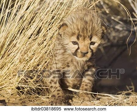 "Cheetah (Acinonyx jubatus), male cub, 19 days, captive, Namibia, Africa" View Large Photo Image Stock Photography - "Cheetah (Acinonyx jubatus), male cub, 19 days, captive, Namibia, Africa". Fotosearch