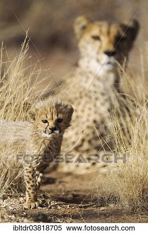 "Cheetah (Acinonyx jubatus), male cub, 39 days, the mother at the back, captive, Namibia, Africa" View Large Photo Image Stock Photography - "Cheetah (Acinonyx jubatus), male cub, 39 days, the mother at the back, captive, Namibia, Africa". Fotosearch