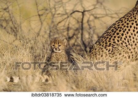 Stock Photography - "Cheetah (Acinonyx jubatus), male cub, 40 days, next to mother, captive, Namibia, Africa". Fotosearch