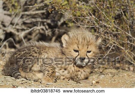 Stock Photography - "Cheetah (Acinonyx jubatus), male cub, 40 days, captive, Namibia, Africa". Fotosearch