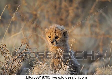 Stock Photography - "Cheetah (Acinonyx jubatus), male cub, 41 days, in evening light, captive, Namibia, Africa". Fotosearch
