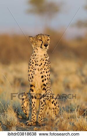 Stock Photo - "Cheetah (Acinonyx jubatus), male in morning light, captive, Namibia, Africa". Fotosearch