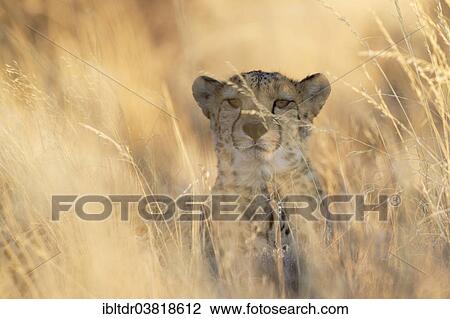 "Cheetah (Acinonyx jubatus), male, captive, Namibia, Africa" View Large Photo Image Stock Image - "Cheetah (Acinonyx jubatus), male, captive, Namibia, Africa". Fotosearch