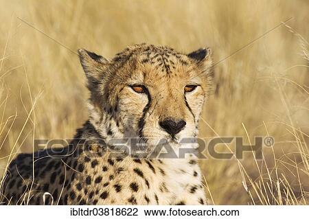 "Cheetah (Acinonyx jubatus), male, captive, Namibia, Africa" View Large Photo Image Stock Image - "Cheetah (Acinonyx jubatus), male, captive, Namibia, Africa". Fotosearch