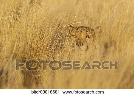 Stock Image - "Cheetah (Acinonyx jubatus), male, resting in high grass, captive, Namibia, Africa". Fotosearch