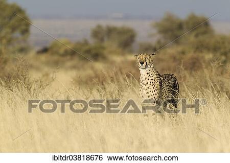 "Cheetah (Acinonyx jubatus), male, captive, Namibia, Africa" View Large Photo Image Stock Photograph - "Cheetah (Acinonyx jubatus), male, captive, Namibia, Africa". Fotosearch
