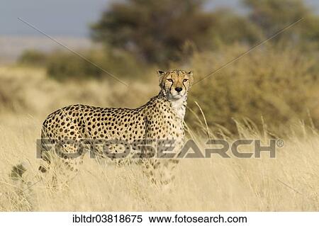 Stock Photography - "Cheetah (Acinonyx jubatus), male, captive, Namibia, Africa". Fotosearch