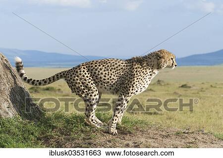 "Cheetah (Acinonyx jubatus) marking a tree, Massai Mara, Serengeti, Rift Valley province, Kenya, Africa" View Large Photo Image Stock Image - "Cheetah (Acinonyx jubatus) marking a tree, Massai Mara, Serengeti, Rift Valley province, Kenya, Africa". Fotosearch