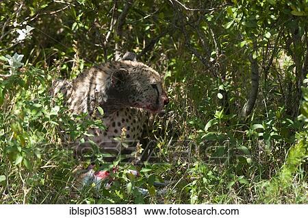 "Cheetah (Acinonyx jubatus), Masai Mara, Rift Valley Province, Kenya, Africa" View Large Photo Image Stock Image - "Cheetah (Acinonyx jubatus), Masai Mara, Rift Valley Province, Kenya, Africa". Fotosearch