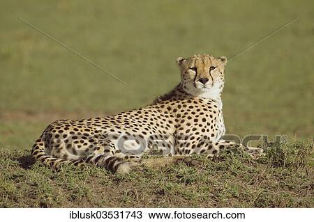 "Cheetah (Acinonyx jubatus), Massai Mara, Serengeti, Rift Valley province, Kenya, Africa" View Large Photo Image Stock Image - "Cheetah (Acinonyx jubatus), Massai Mara, Serengeti, Rift Valley province, Kenya, Africa". Fotosearch