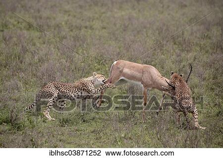 "Cheetah (Acinonyx jubatus) mother and young overwhelming a Grant's gazelle (Nanger granti), Serengeti, Tanzania, Africa" View Large Photo Image Stock Image - "Cheetah (Acinonyx jubatus) mother and young overwhelming a Grant's gazelle (Nanger granti), Serengeti, Tanzania, Africa". Fotosearch