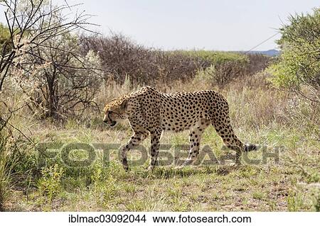 "Cheetah (Acinonyx jubatus), Naankuse, Namibia, Africa" View Large Photo Image Picture - "Cheetah (Acinonyx jubatus), Naankuse, Namibia, Africa". Fotosearch