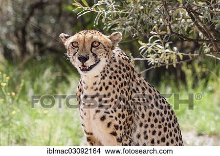 "Cheetah (Acinonyx jubatus), Naankuse, Namibia, Africa" View Large Photo Image Picture - "Cheetah (Acinonyx jubatus), Naankuse, Namibia, Africa". Fotosearch